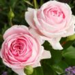 Kép 3/3 - Rosa 'Wellenspiel ®' - rózsaszín - nosztalgia rózsa