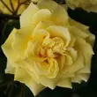 Kép 1/3 - Rosa 'Sterntaler ®' - sárga - teahibrid rózsa