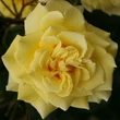 Kép 1/3 - Rosa 'Sterntaler ®' - sárga - teahibrid rózsa