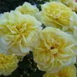 Kép 2/3 - Rosa 'Sterntaler ®' - sárga - teahibrid rózsa