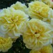 Rosa 'Sterntaler ®' - sárga - teahibrid rózsa