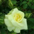 Kép 3/3 - Rosa 'Sterntaler ®' - sárga - teahibrid rózsa