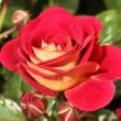 Kép 1/3 - Rosa 'Die Sehenswerte ®' - vörös - sárga - virágágyi floribunda rózsa