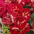 Kép 2/3 - Rosa 'Die Sehenswerte ®' - vörös - sárga - virágágyi floribunda rózsa