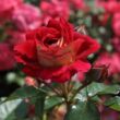 Rosa 'Die Sehenswerte ®' - vörös - sárga - virágágyi floribunda rózsa