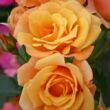 Rosa 'Lusatia ®' - sárga - virágágyi floribunda rózsa