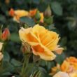Rosa 'Lusatia ®' - sárga - virágágyi floribunda rózsa