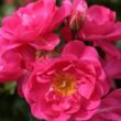Kép 1/3 - Rosa 'Neon ®' - rózsaszín - virágágyi floribunda rózsa