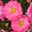 Kép 2/3 - Rosa 'Neon ®' - rózsaszín - virágágyi floribunda rózsa