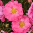 Rosa 'Neon ®' - rózsaszín - virágágyi floribunda rózsa