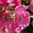Kép 3/3 - Rosa 'Neon ®' - rózsaszín - virágágyi floribunda rózsa