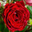 Kép 1/3 - Rosa 'Schöne Koblenzerin ®' - vörös - fehér - virágágyi floribunda rózsa