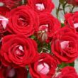 Rosa 'Schöne Koblenzerin ®' - vörös - fehér - virágágyi floribunda rózsa