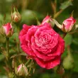 Kép 3/3 - Rosa 'Schöne Koblenzerin ®' - vörös - fehér - virágágyi floribunda rózsa