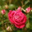 Kép 3/3 - Rosa 'Schöne Koblenzerin ®' - vörös - fehér - virágágyi floribunda rózsa