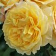 Kép 1/3 - Rosa 'Sunstar ®' - sárga - virágágyi floribunda rózsa