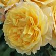 Kép 1/3 - Rosa 'Sunstar ®' - sárga - virágágyi floribunda rózsa