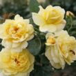 Rosa 'Sunstar ®' - sárga - virágágyi floribunda rózsa