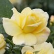Rosa 'Sunstar ®' - sárga - virágágyi floribunda rózsa