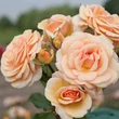 Kép 2/3 - Rosa 'Sweet Honey ®' - sárga - virágágyi floribunda rózsa