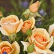 Rosa 'Sweet Honey ®' - sárga - virágágyi floribunda rózsa