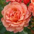 Kép 1/3 - Rosa 'Lambada ®' - narancssárga - virágágyi grandiflora - floribunda rózsa