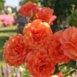 Kép 2/3 - Rosa 'Lambada ®' - narancssárga - virágágyi grandiflora - floribunda rózsa