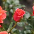 Rosa 'Lambada ®' - narancssárga - virágágyi grandiflora - floribunda rózsa