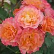 Rosa 'Landlust ®' - sárga - rózsaszín - virágágyi grandiflora - floribunda rózsa