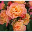 Rosa 'Landlust ®' - sárga - rózsaszín - virágágyi grandiflora - floribunda rózsa