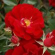 Kép 1/3 - Rosa 'Brillant Korsar ®' - vörös - parkrózsa
