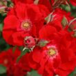 Kép 2/3 - Rosa 'Brillant Korsar ®' - vörös - parkrózsa