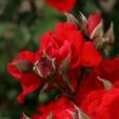 Kép 3/3 - Rosa 'Brillant Korsar ®' - vörös - parkrózsa