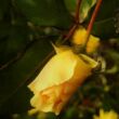 Rosa 'Goldspatz ®' - sárga - parkrózsa