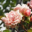 Rosa 'Albertine' - rózsaszín - történelmi - rambler, futó - kúszó rózsa