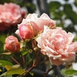 Kép 3/3 - Rosa 'Albertine' - rózsaszín - történelmi - rambler, futó - kúszó rózsa
