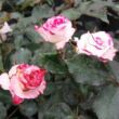 Rosa 'Tanelaigib' - rózsaszín - virágágyi floribunda rózsa
