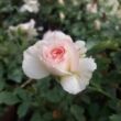 Kép 3/3 - Rosa 'Tanelaigib' - fehér - rózsaszín - virágágyi floribunda rózsa