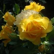 Kép 2/3 - Rosa 'Adson von Melk'™ - Virágágyi floribunda rózsa (sárga)