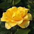 Kép 3/3 - Rosa 'Adson von Melk™' - sárga - virágágyi floribunda rózsa