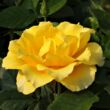 Rosa 'Adson von Melk™' - sárga - virágágyi floribunda rózsa