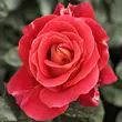 Kép 1/3 - Rosa 'Alcazar™' - vörös - virágágyi floribunda rózsa