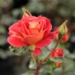 Kép 2/3 - Rosa 'Alcazar™' - vörös - virágágyi floribunda rózsa