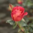Kép 3/3 - Rosa 'Alcazar™' - vörös - virágágyi floribunda rózsa