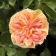 Kép 1/3 - Rosa 'Alchymist®' - sárga - rambler, kúszó rózsa