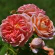 Rosa 'Alchymist®' - sárga - rambler, kúszó rózsa