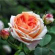 Rosa 'Alchymist®' - sárga - rambler, kúszó rózsa