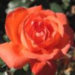 Rosa 'Alexander™' - narancssárga - teahibrid rózsa