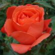 Kép 3/3 - Rosa 'Alexander™' - narancssárga - teahibrid rózsa