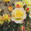Rosa 'Hummingbird™' - sárga - rózsaszín - virágágyi floribunda rózsa